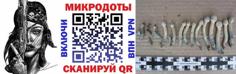 darknet состав  Боровск  Галлюциногенные грибы Psilocybine cubensis  даркнет сайт 